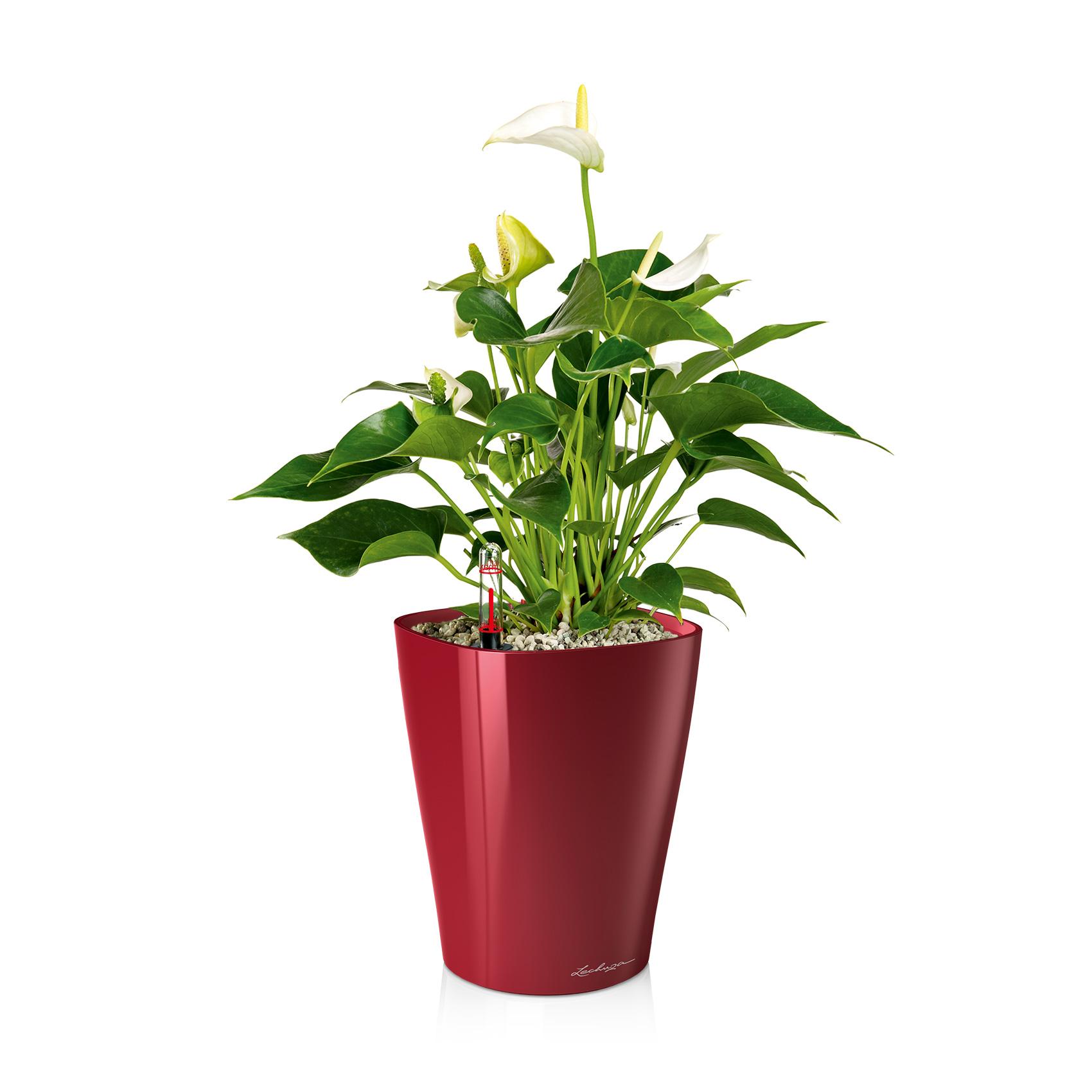 MINI-DELTINI scarlet red high-gloss